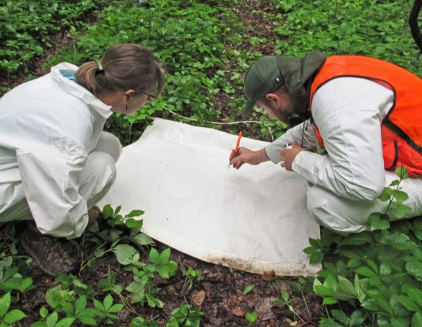 Researchers in the Adirondacks collect ticks